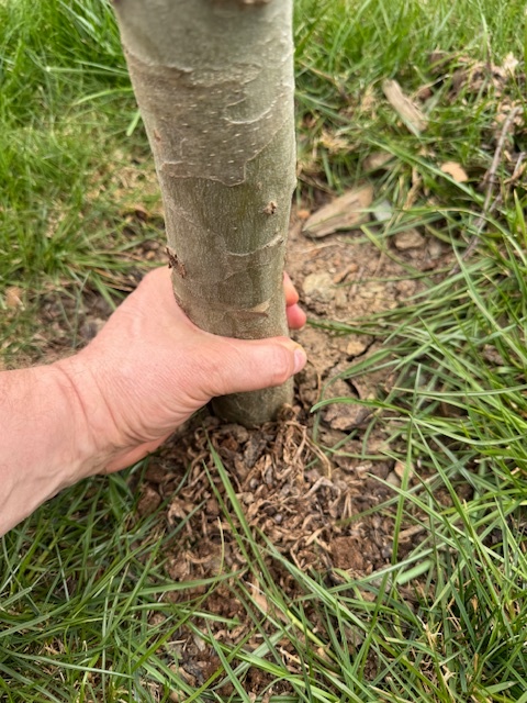 Platan alphen's globe - 4