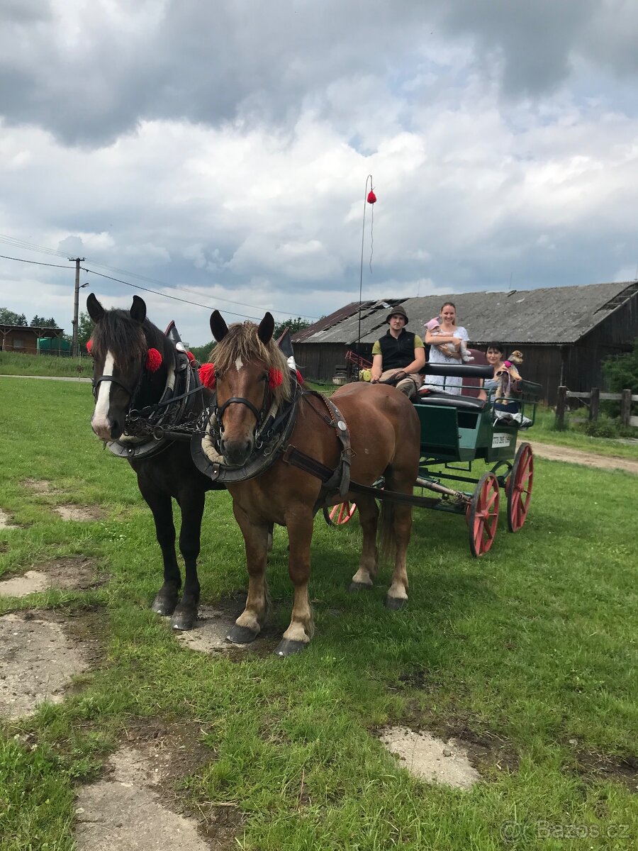 Jízda na koni, jízda kočárem, kroužek, voltiž, tábory - 4