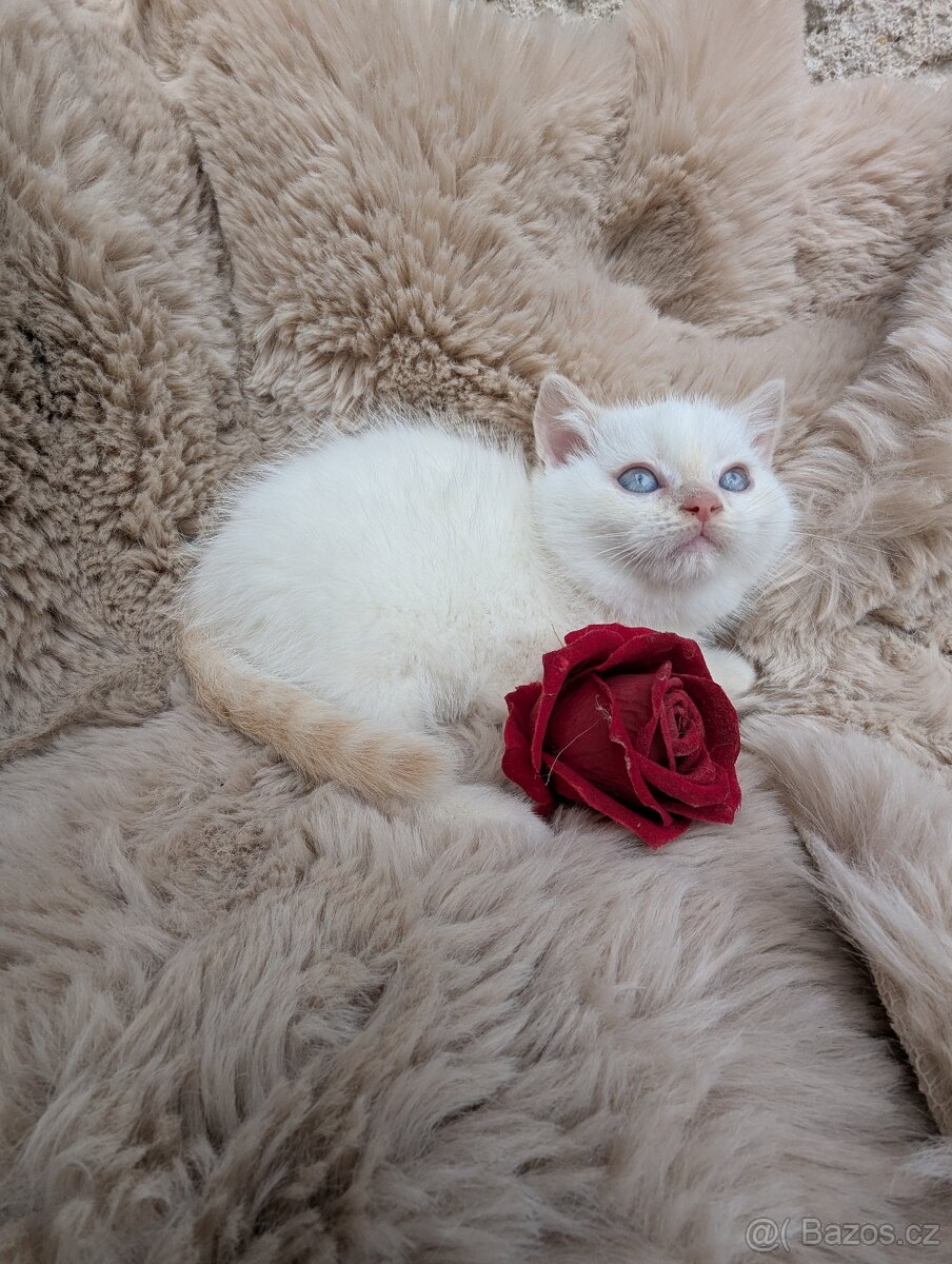 Britská koťata - 4