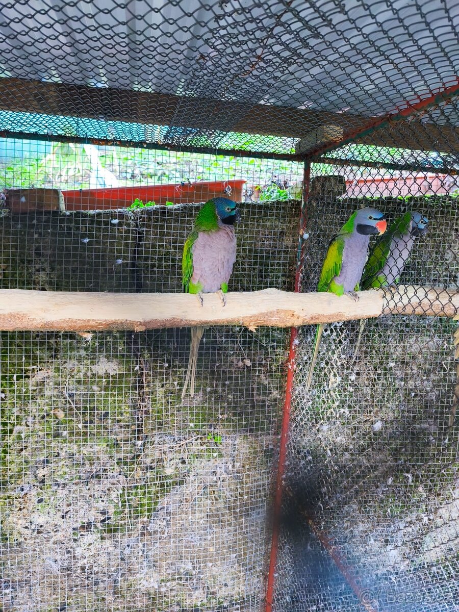 Alexander čínský - 4