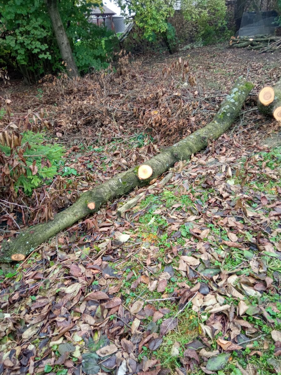 Třešeň pro truhláře, na uzení atd. - 4