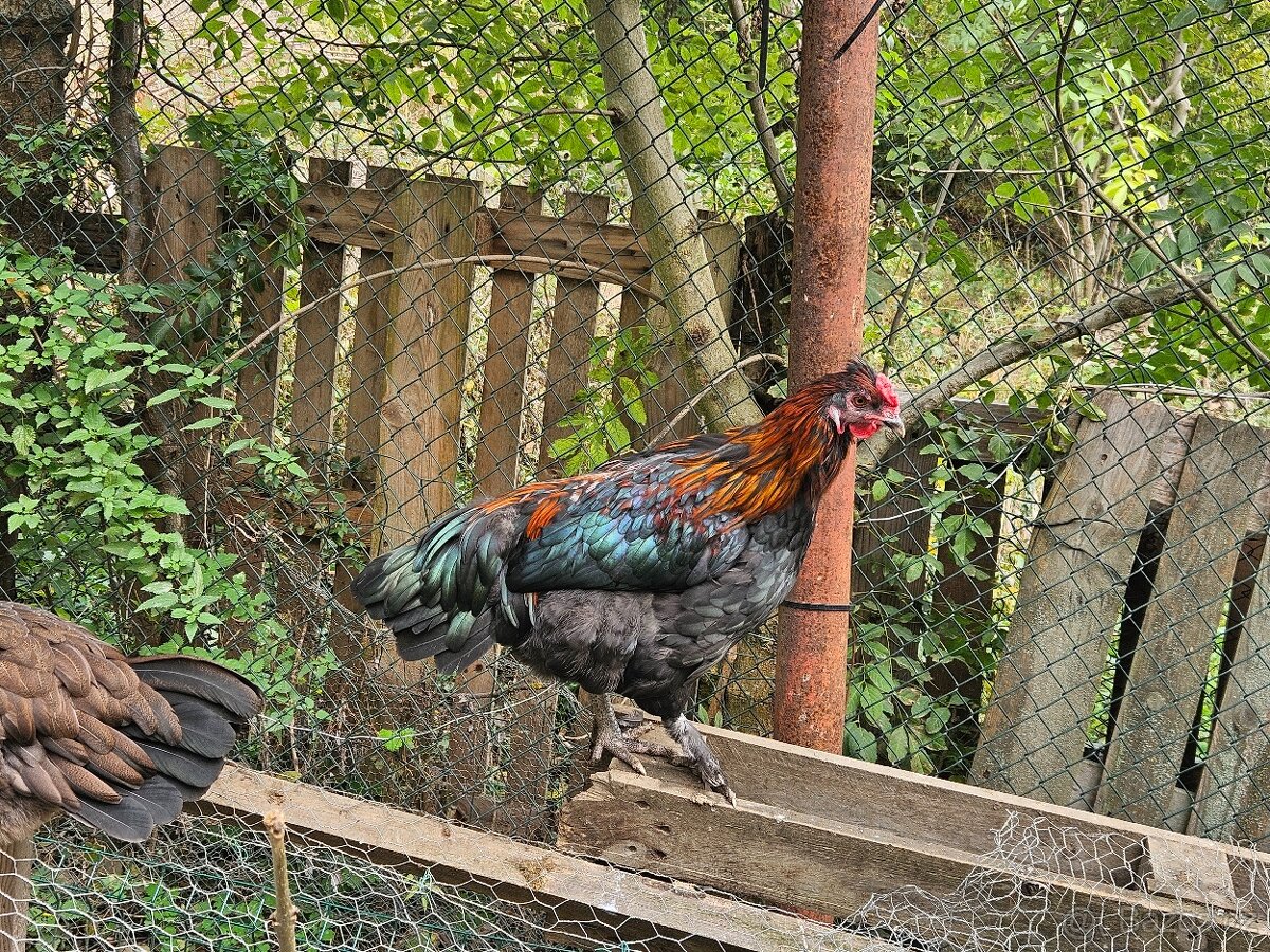 Kohout křížený Maranska a Araukana - 4
