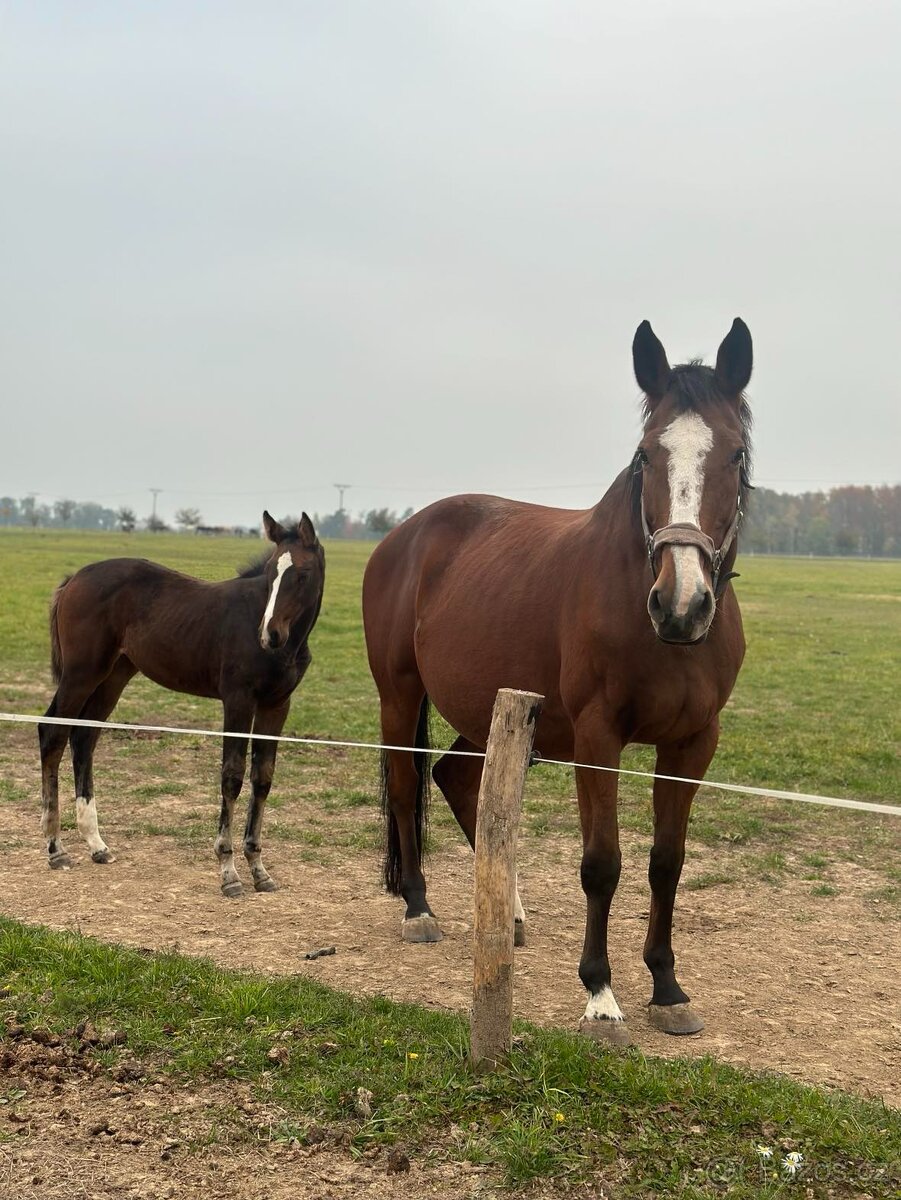 Kobylka ČT - rekreace/chov - 4