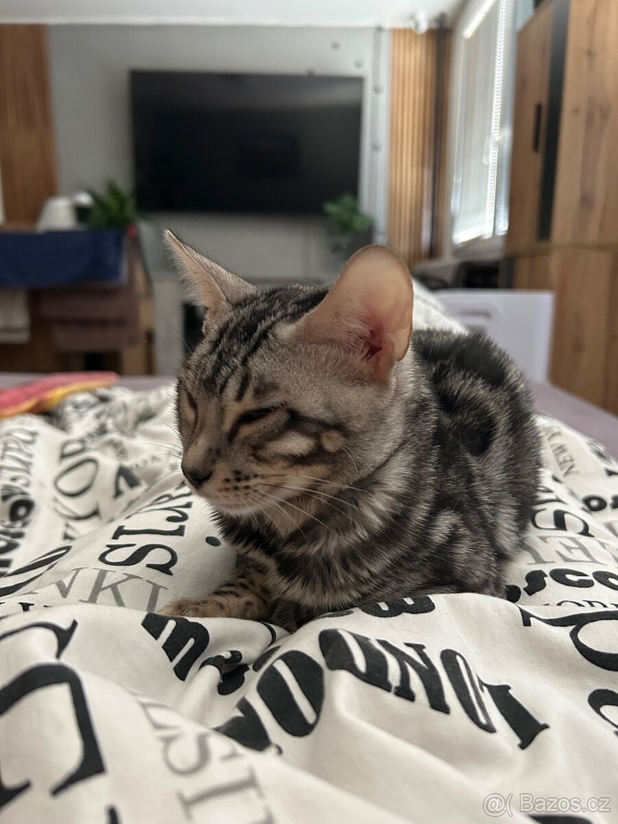 Bengálské kotě s PP - 4
