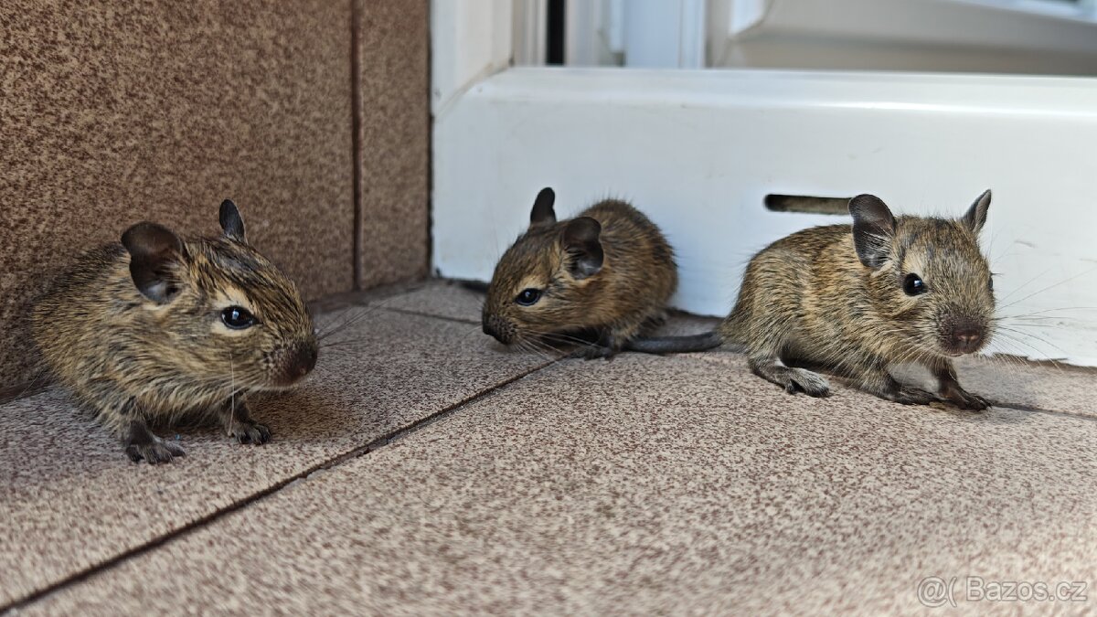 Prodám mláďata osmáků degu - 4