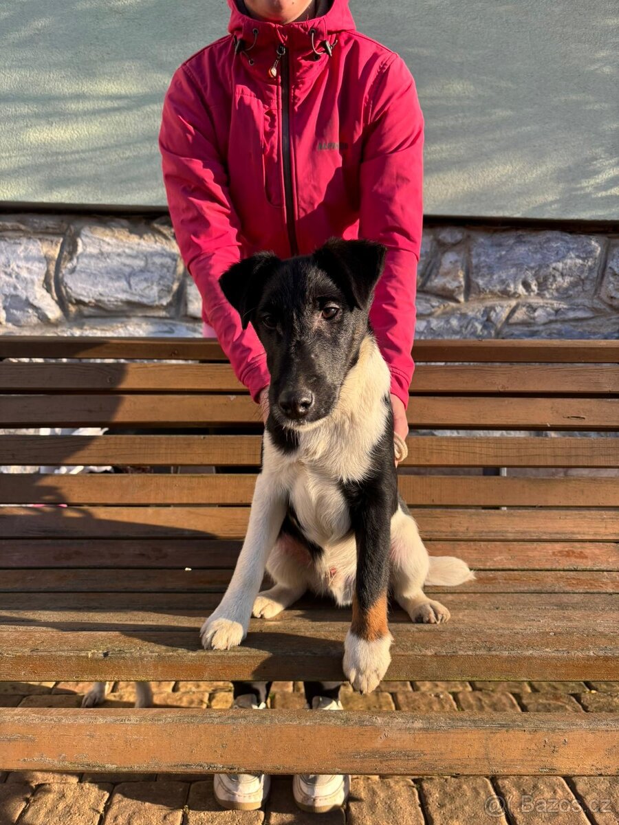 Foxteriér hladkosrstý - mimořádná nabídka - 4