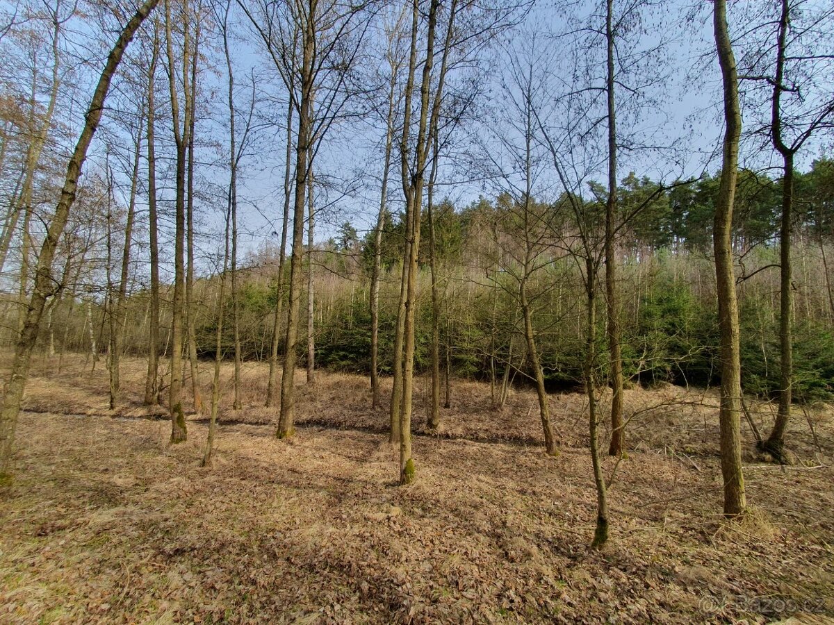 Les Losiná, okres Plzeň-jih - 4