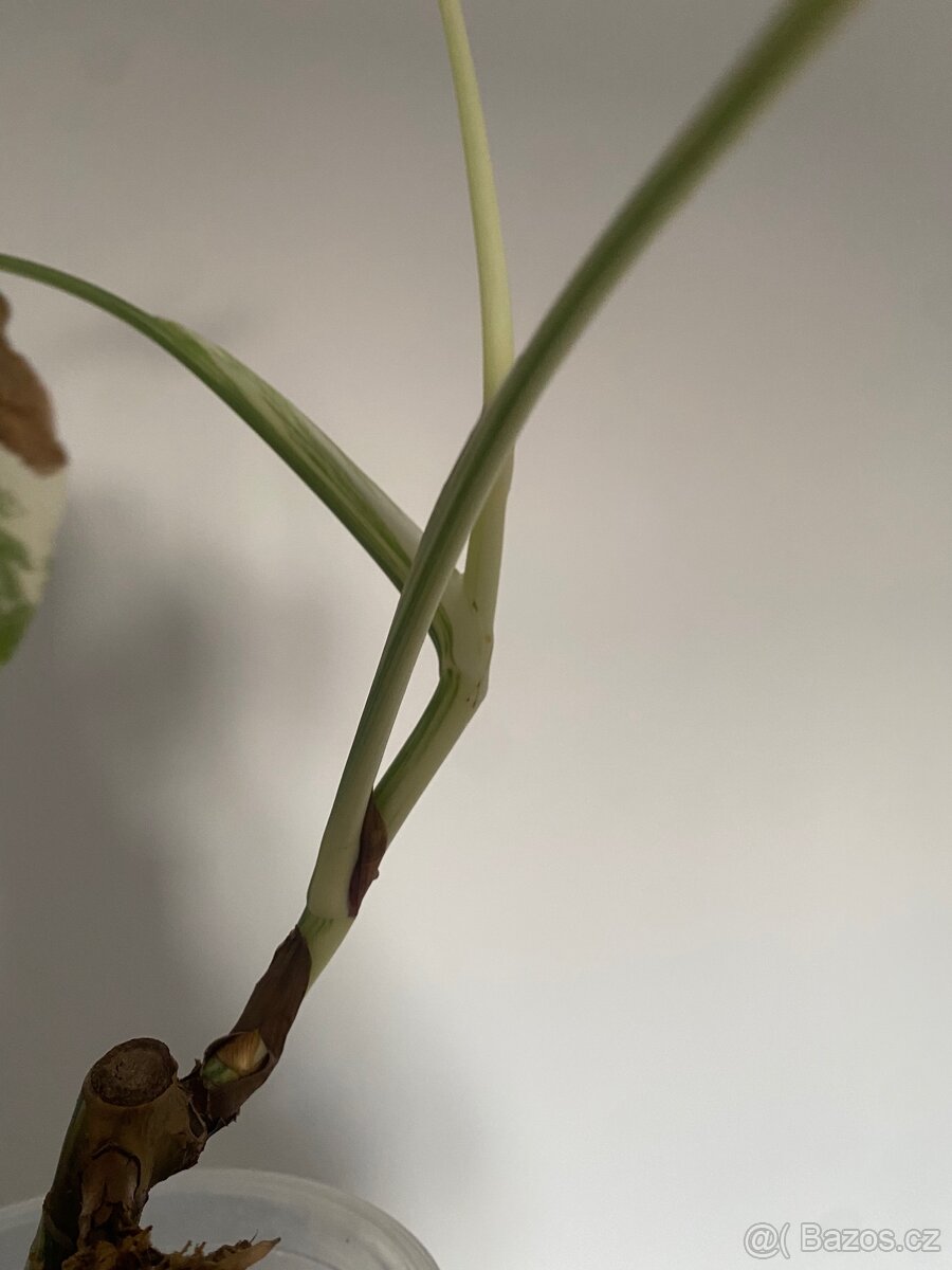 Monstera Deliciosa Albo Variegata - 4