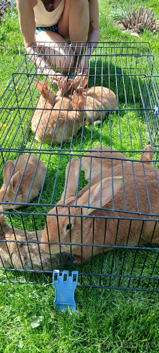 Králíci na prodej - 4