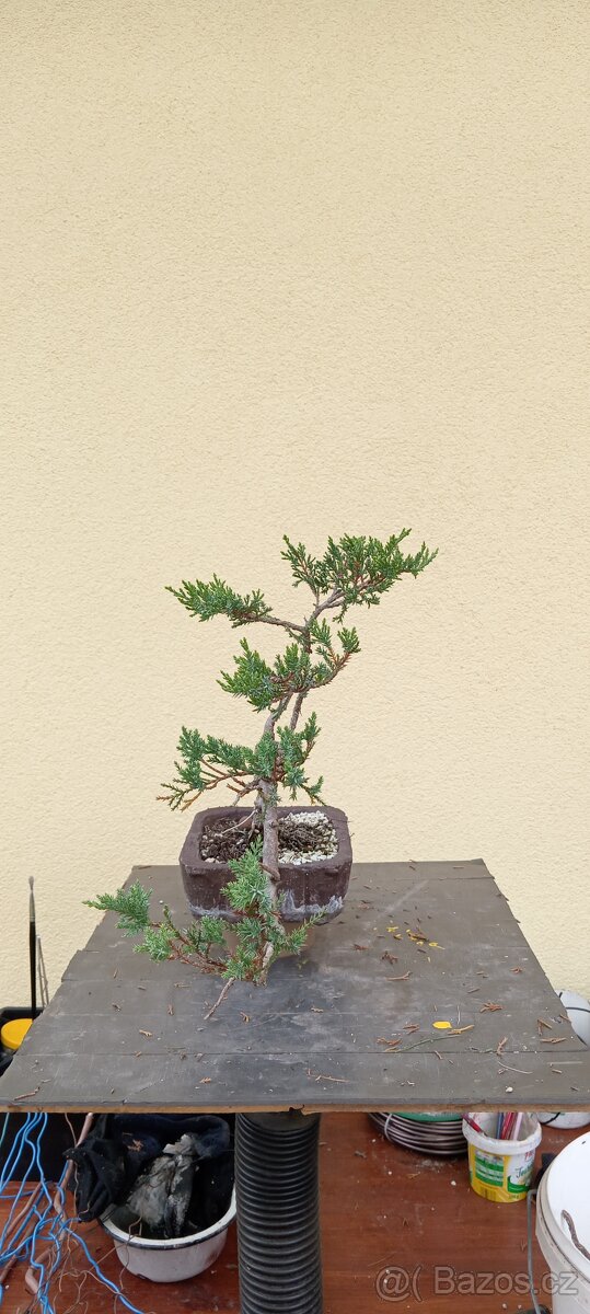 Bonsai jalovec - 4