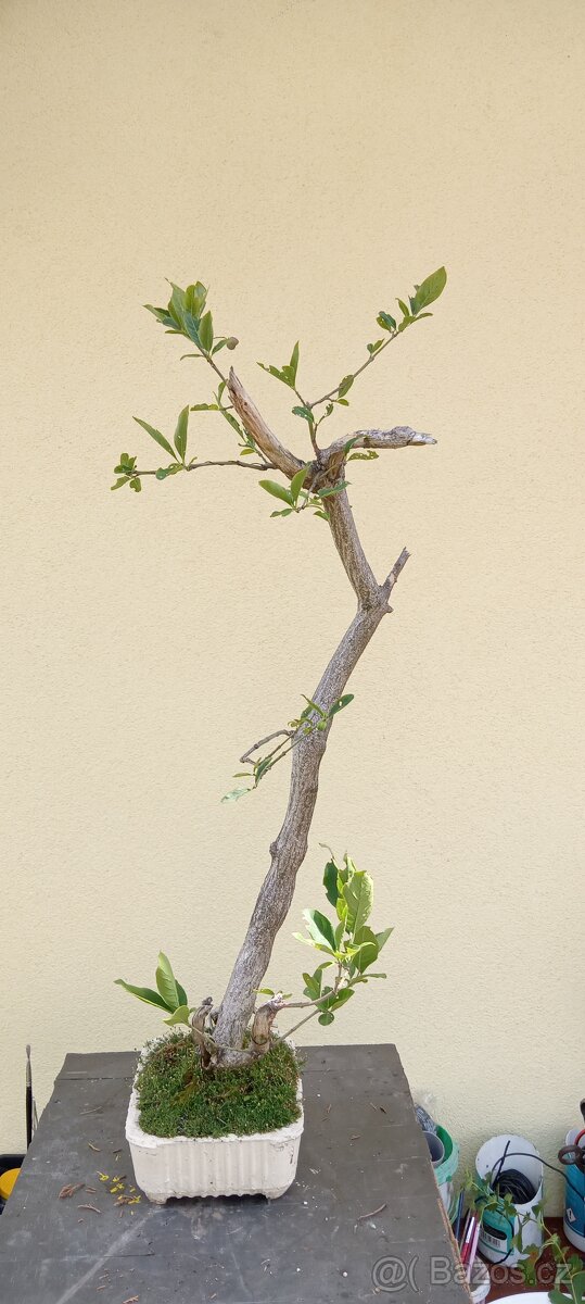Bonsai brslen - 4
