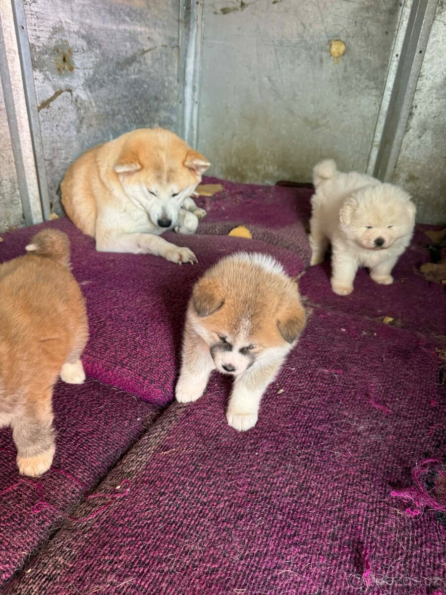 Štěňata Akita inu - 4