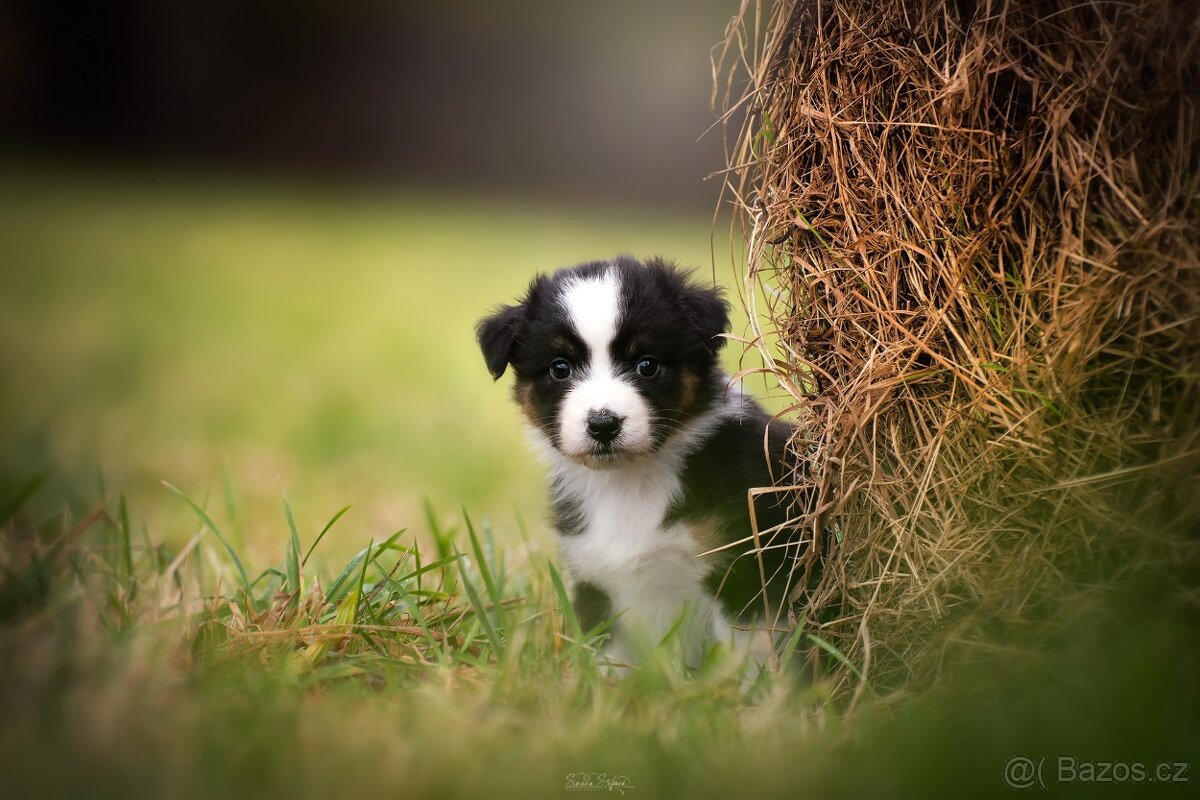 Australský ovčák - 4