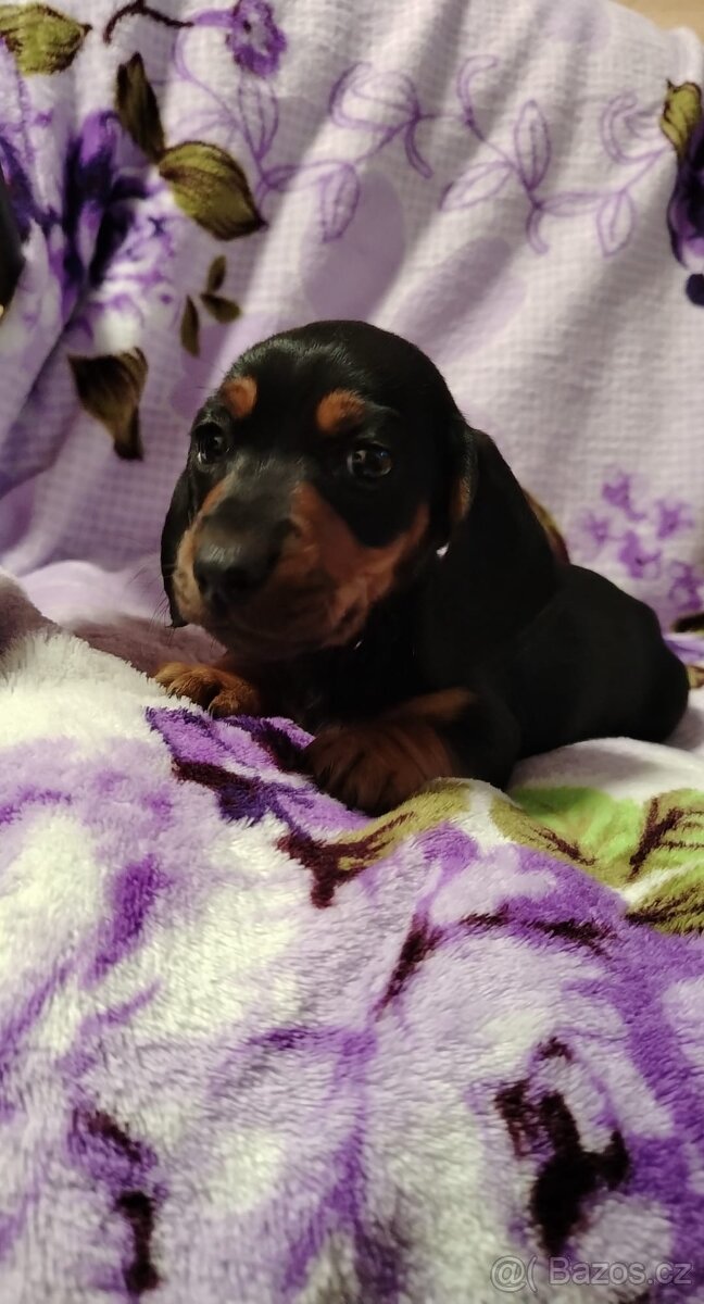 Jezevčík trpasličí hladkosrsty - 4