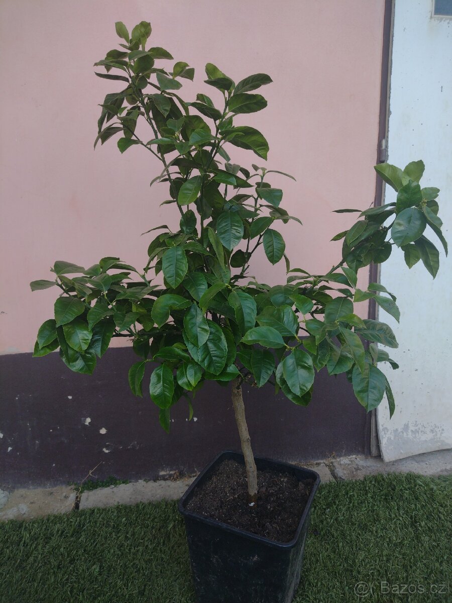 Pomerančovník Arcobal - 4