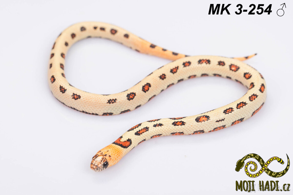 Lampropeltis MAGMAKING - 4