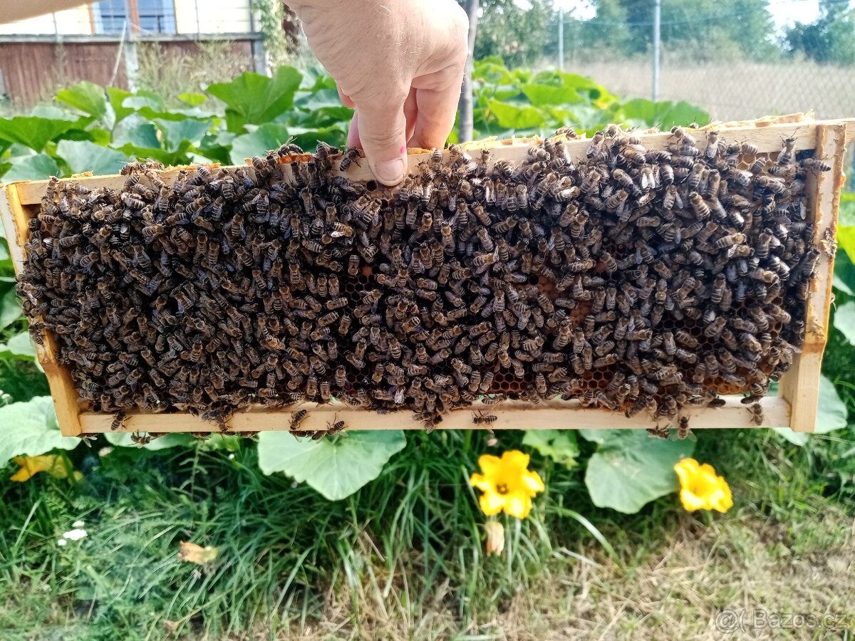 Vyzimované oddělky langstroth 2/3 k odběru ihned - 4