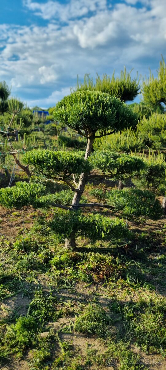 Tvarované borovice přímo od pěstitele. Velké bonsaje - 4