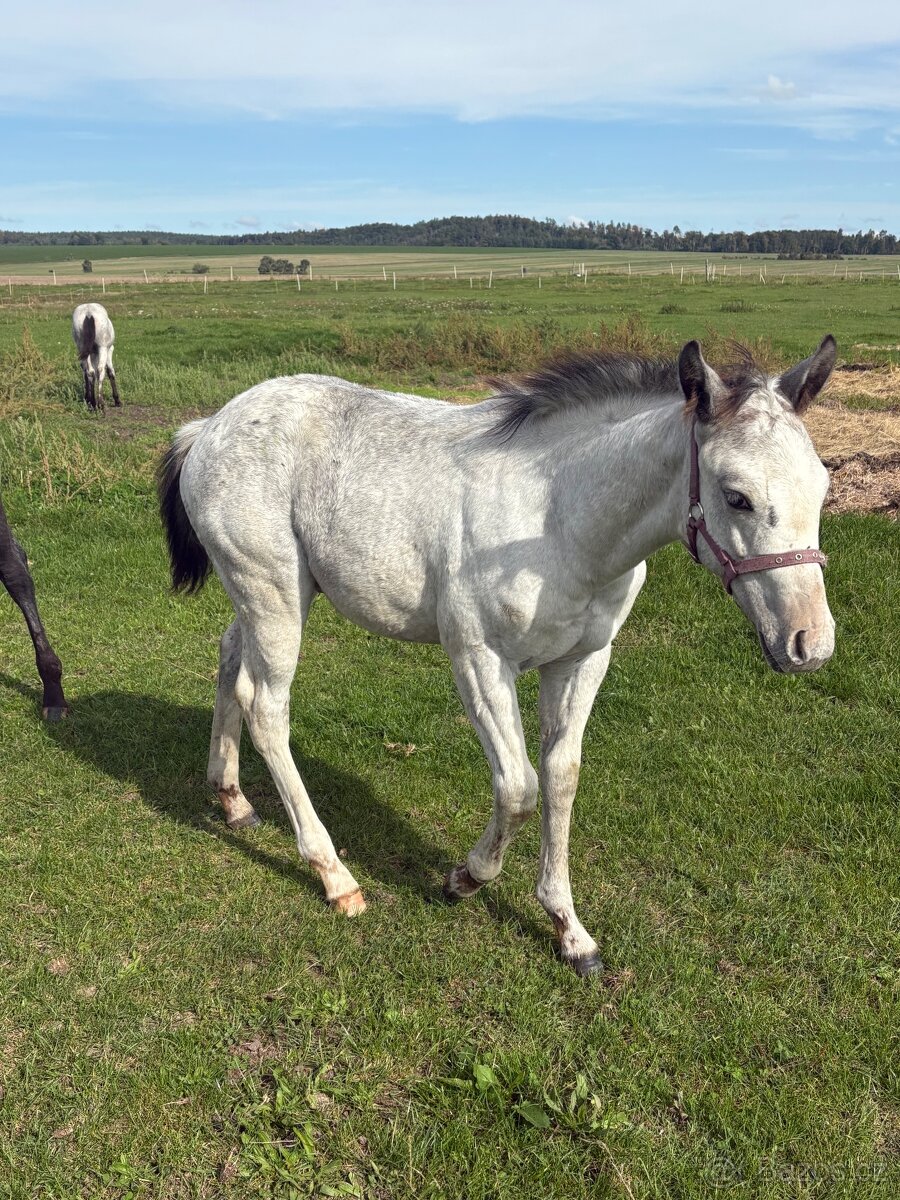 Hřebeček Appaloosa - 4