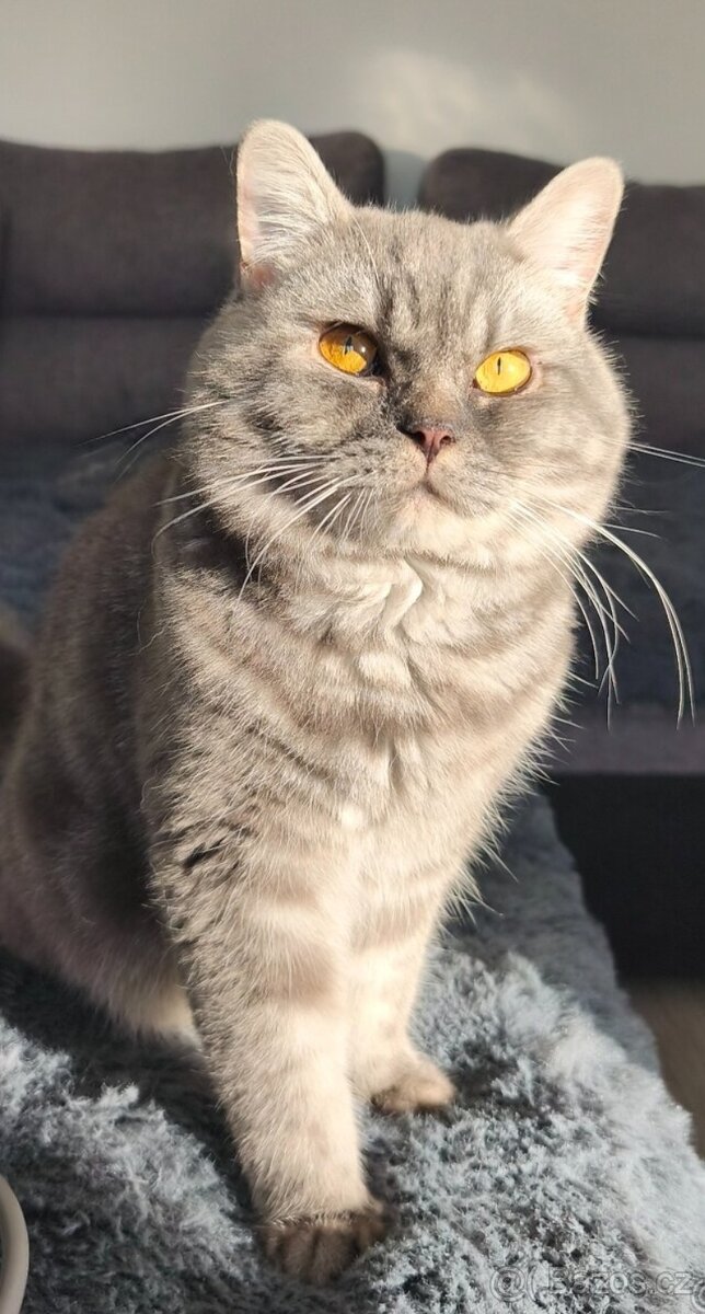 Prodám Britská koťátka - 4