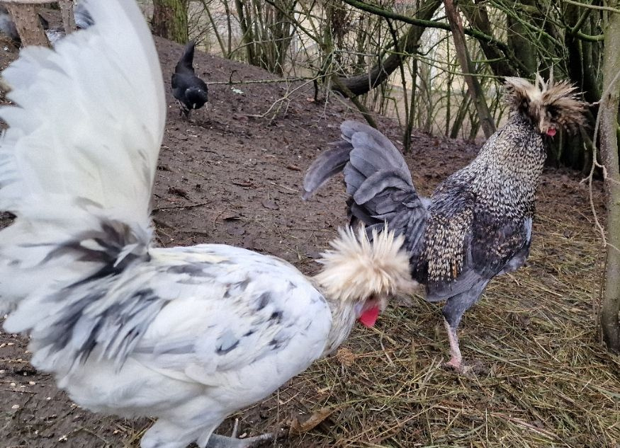 Kohouti Holanďanky, Hedvábničky - 4