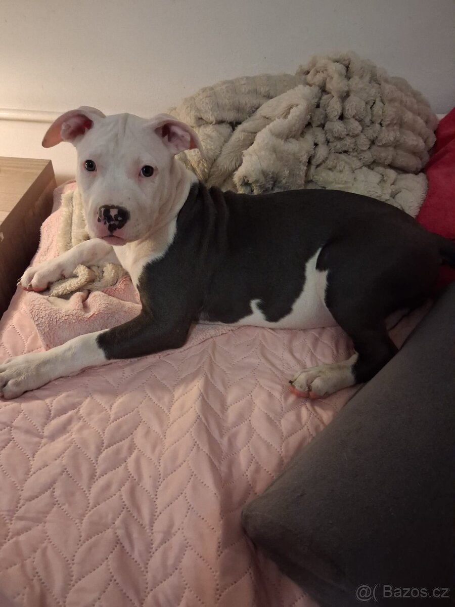 Štěně stafordšírský teriér - 4