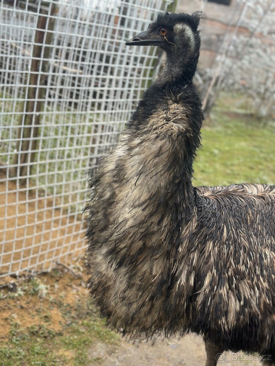 Emu hnědý - 4
