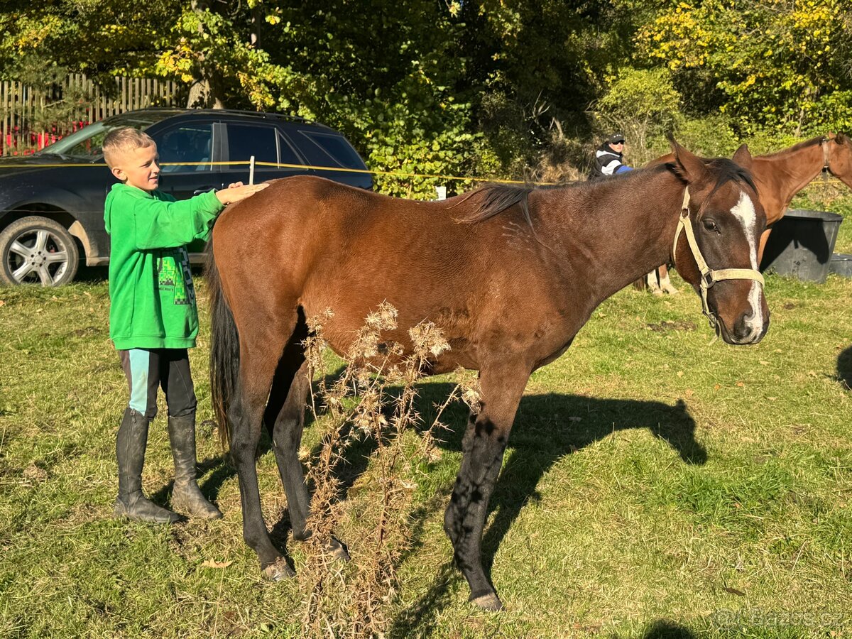 Úžasný hřebeček - 4