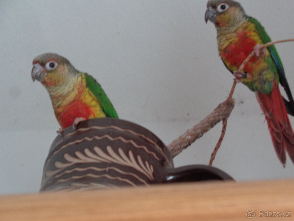 Ochočená pyrura - 4