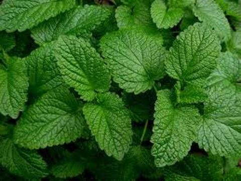 Sušené šípky.....a jiné bylinky.....prodám - 4