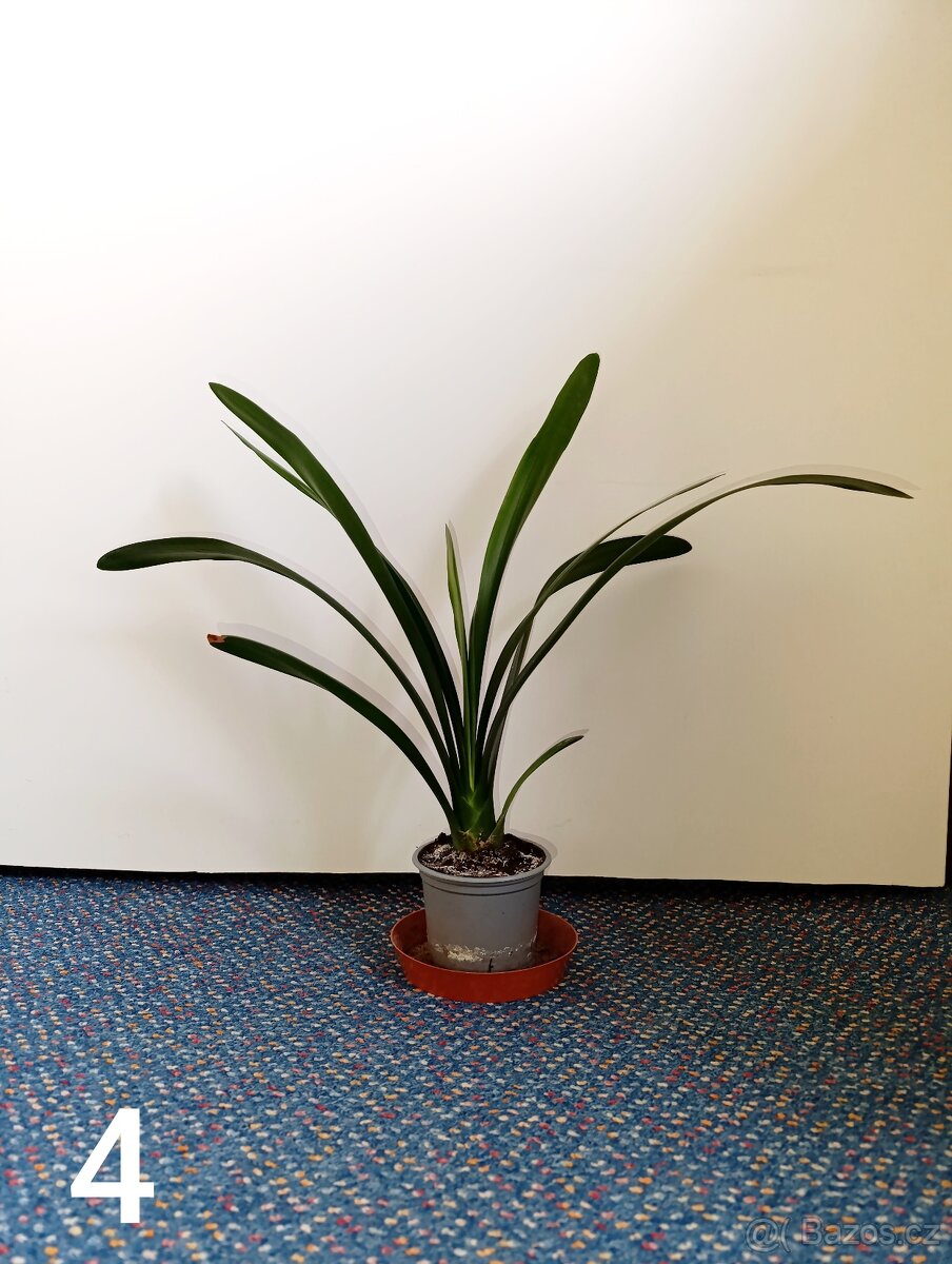 Pokojové rostliny - 4
