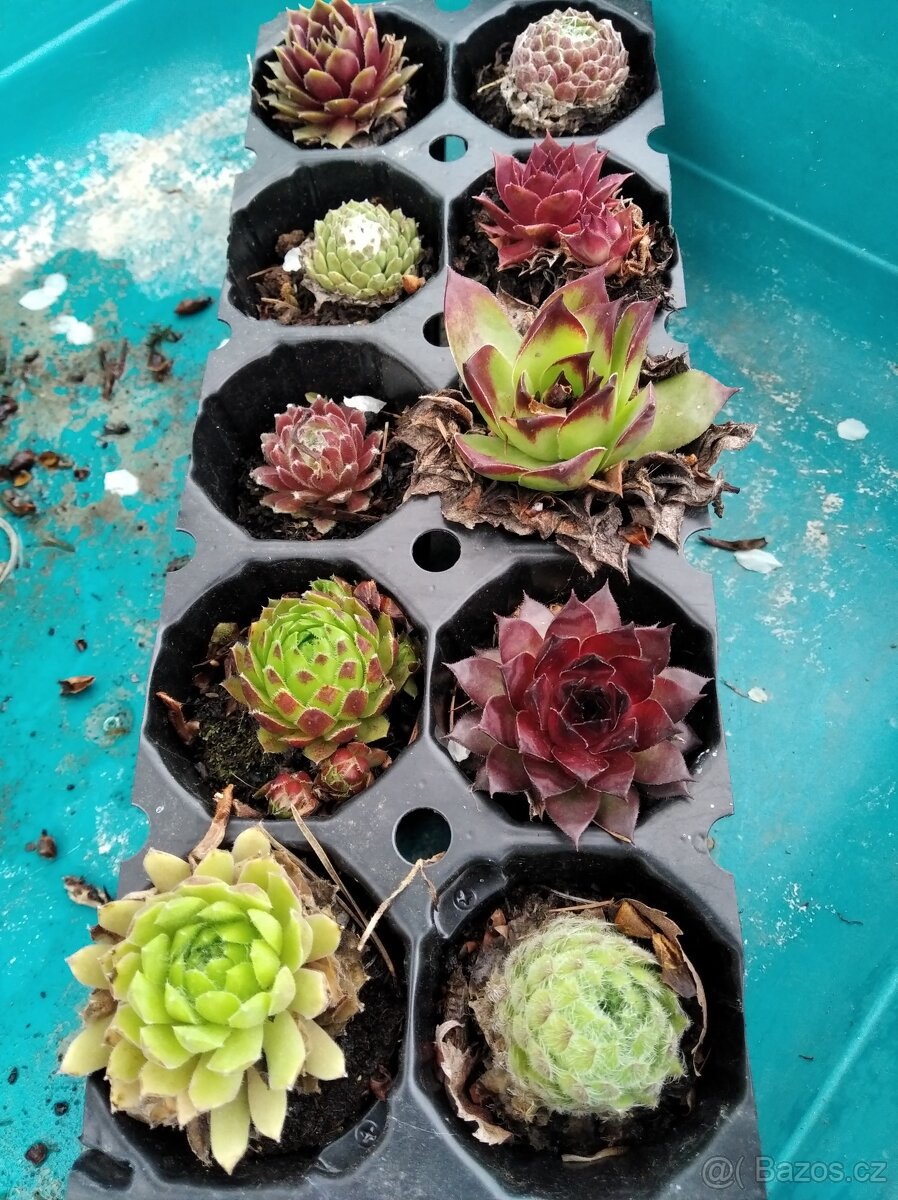 Set netřesků ,bohyška - 4