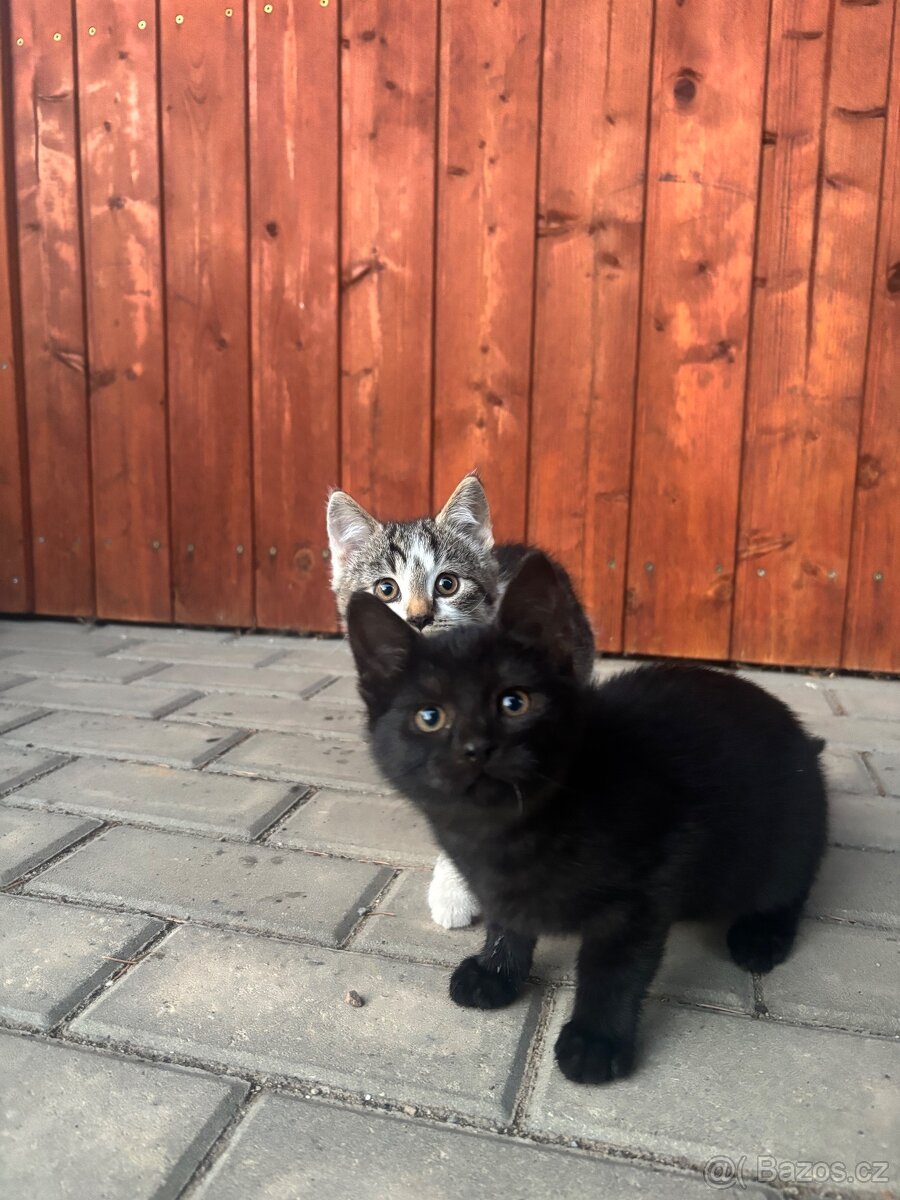 Kočka domácí - 4