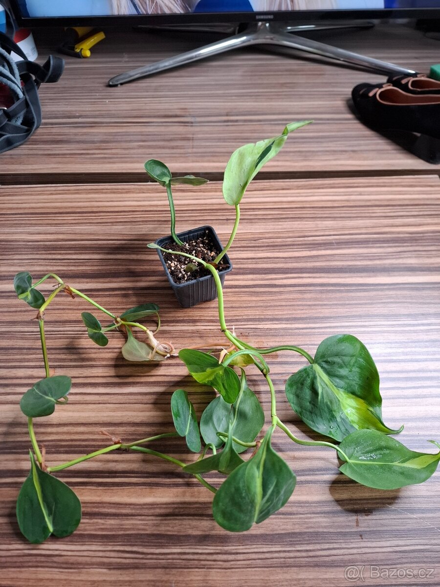 Sada rostlinek - 333 Kč/ 4 kusy - 4