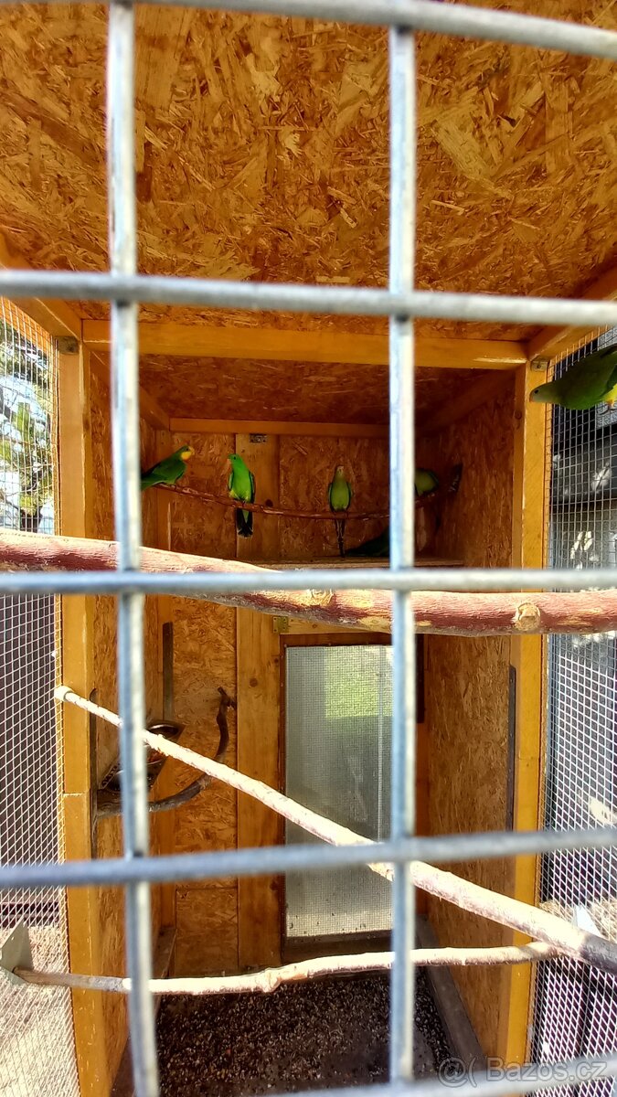 Papoušek Nádherný - 4