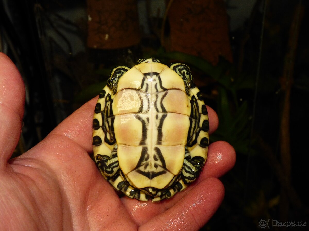 Želva středoamerická (Trachemys venusta) - 4