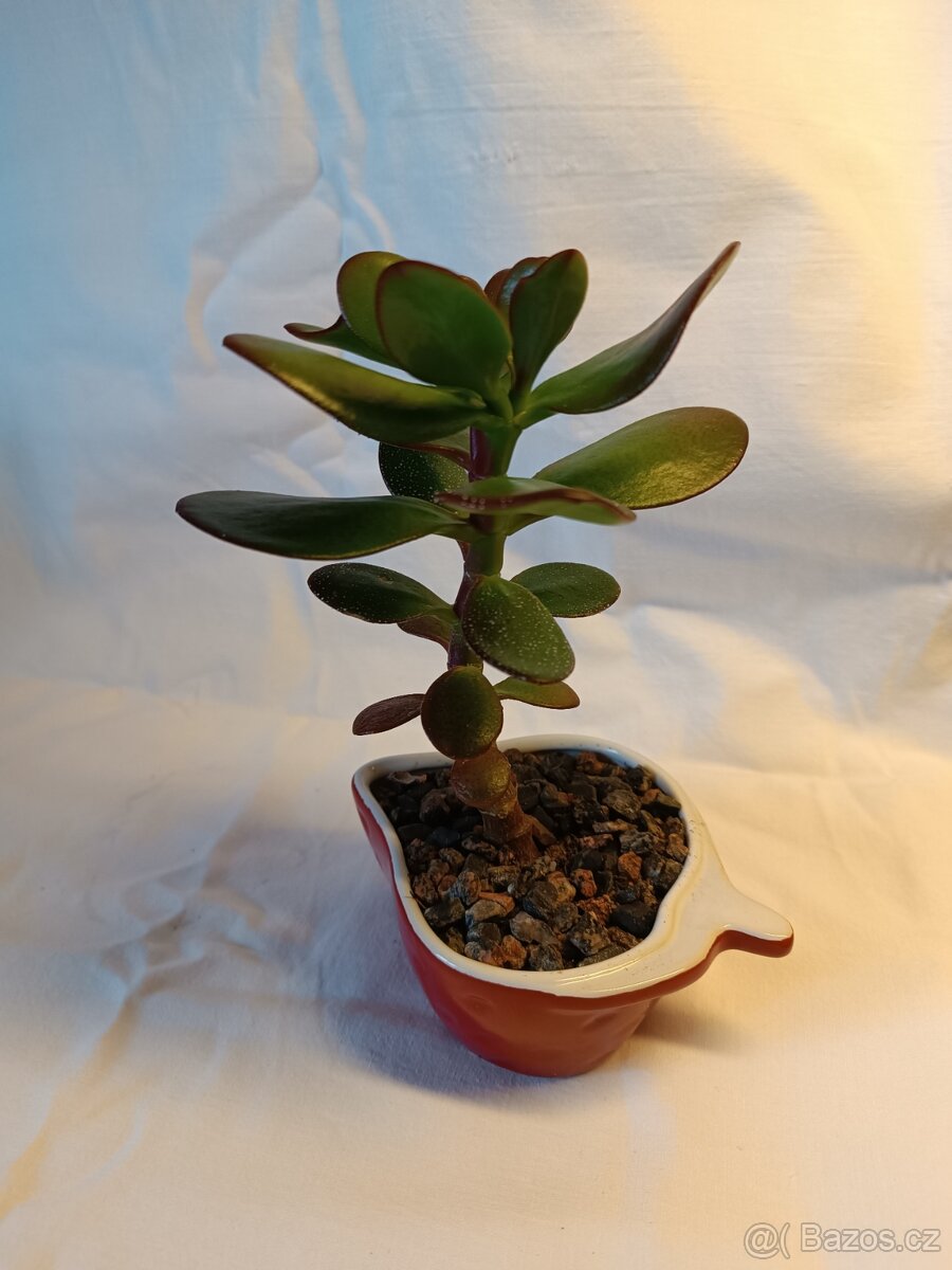 Tlustice - pokojové rostliny včetně květináčů - 4