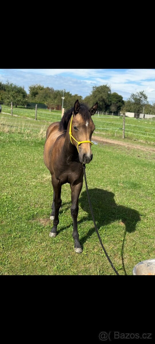 APH kobylka - 4