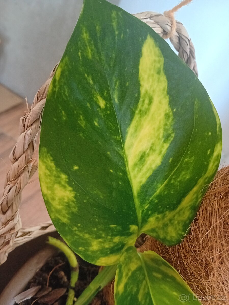 Epipremnum Aureum Gold - 4