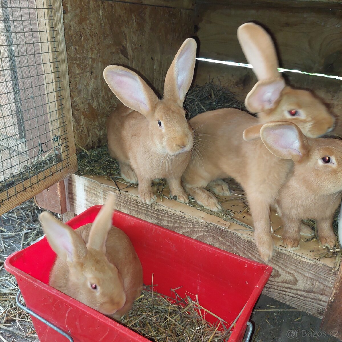 Samičky BU na chov - 4