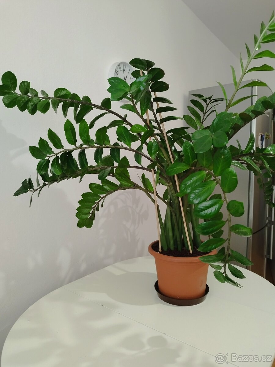 Zamioculcas - 4
