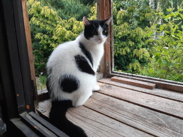 Krásná Rozárka hledá domov pro sebe a svou mámu - 4