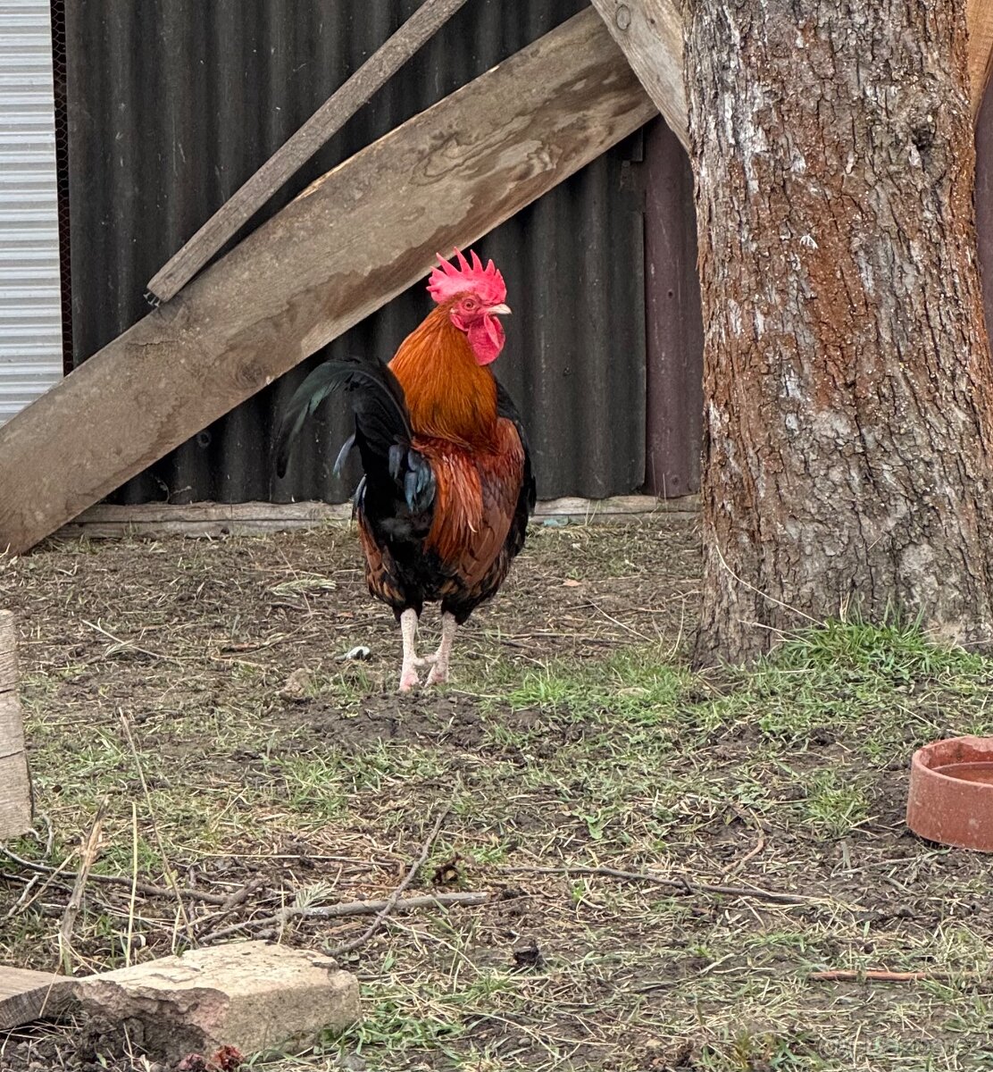 Kohout a slepice - 4