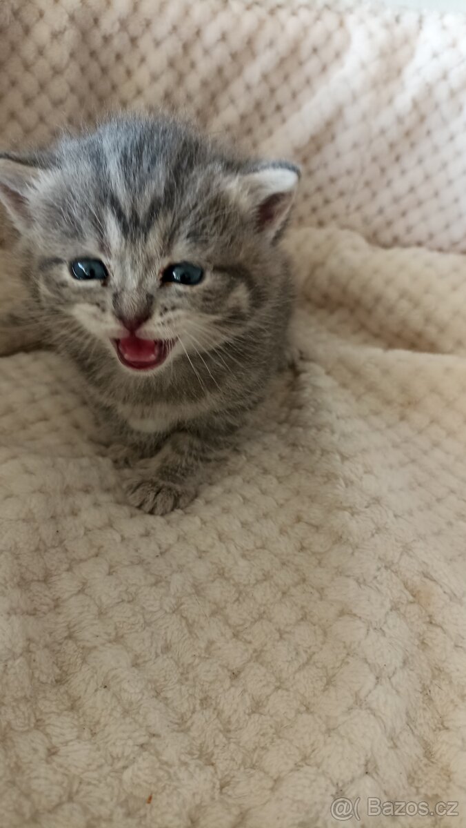 Britská whiskas kočička s PP - 4