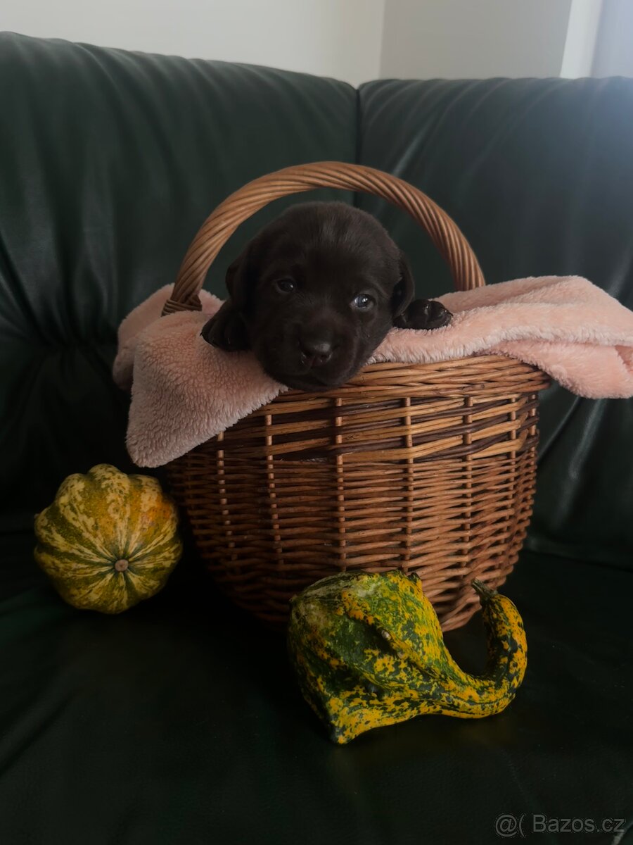 Labradorský retrívr s PP - čokoládová štěňátka - 4