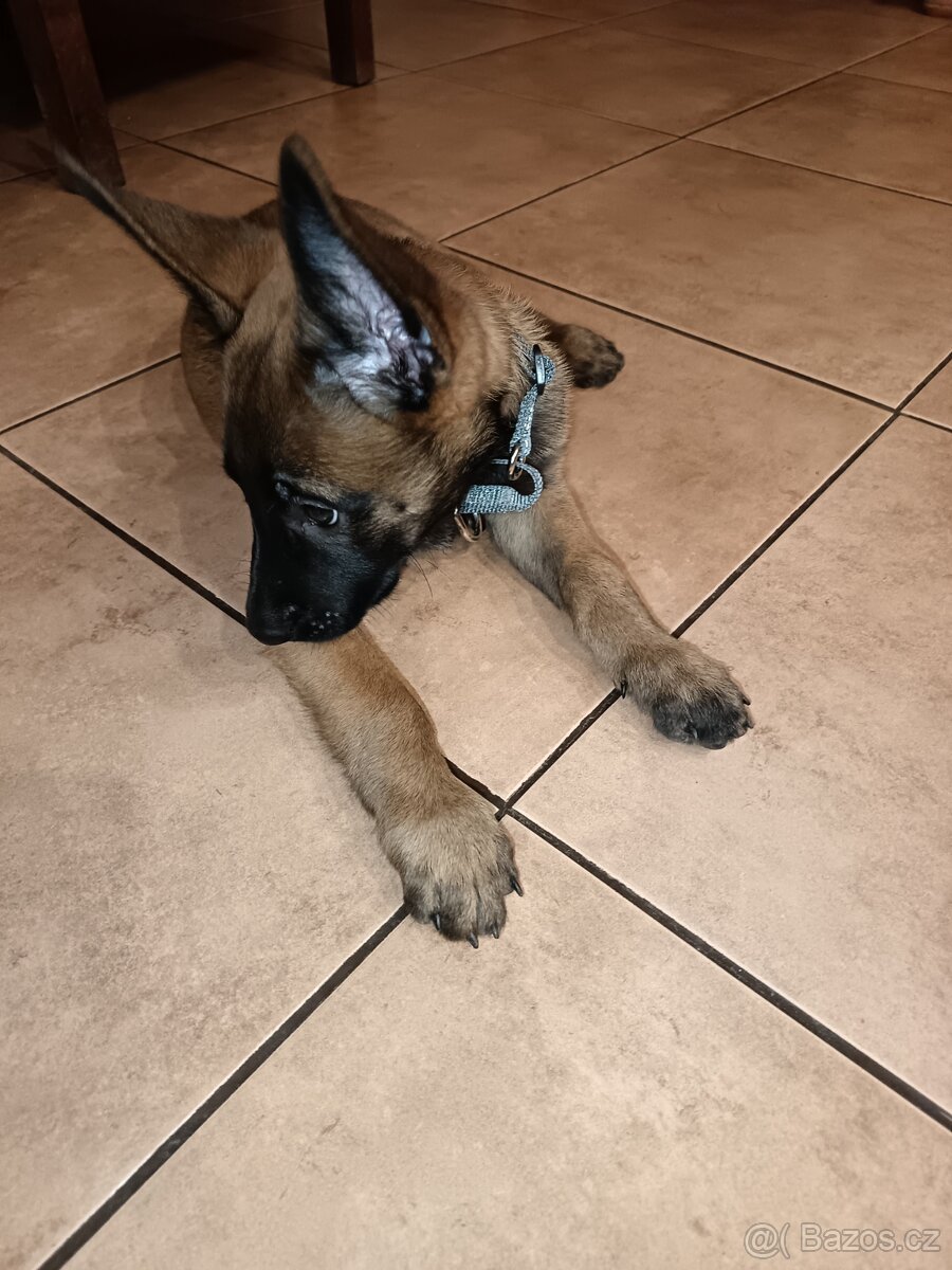 Belgický ovčák Malinois štěně kluk poslední - 4