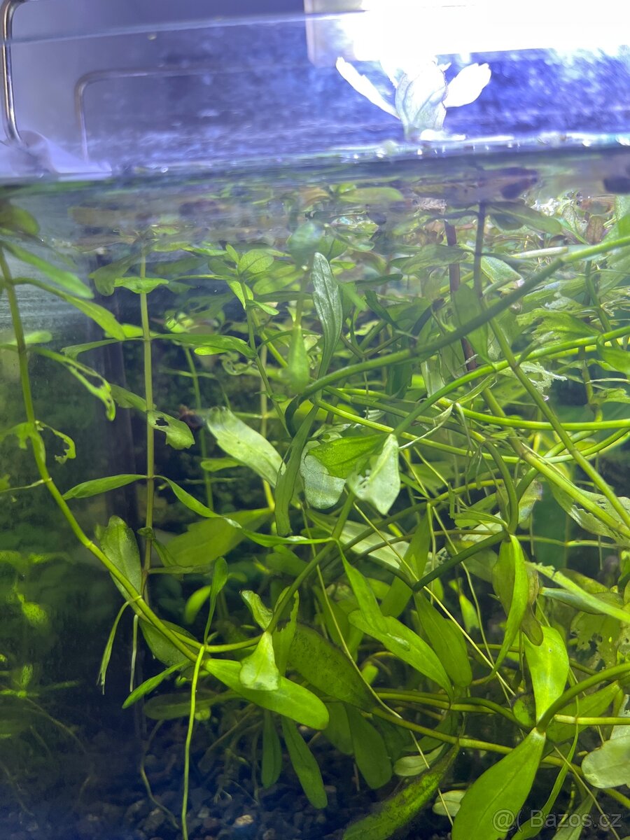 Akvarijni rybičky, rostliny - Ancitrus, krunýřovec - 4