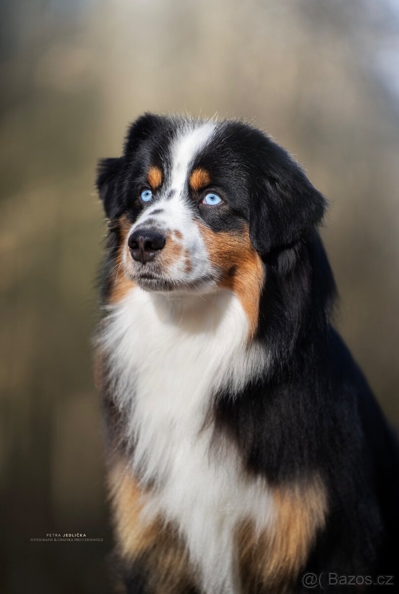 Krytí-Miniaturní americký ovčák,mas - 4