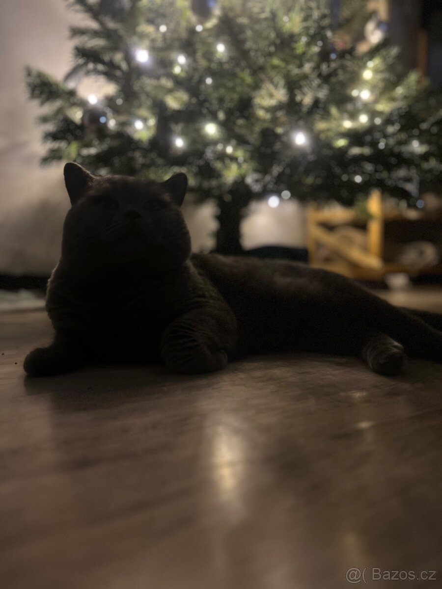 Krytí – britský kocour - 4