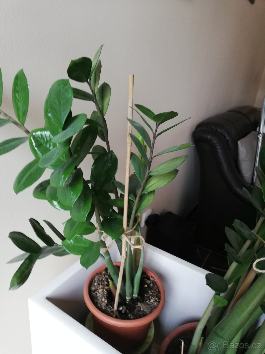 Pokojové květiny - Zamiokulus - 4